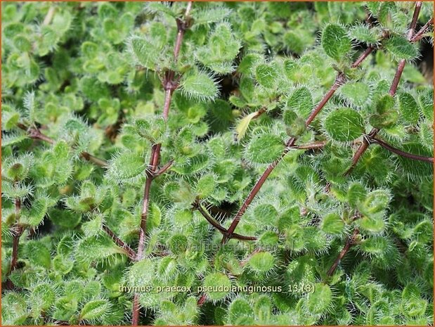 Thymus praecox 'Pseudolanuginosus' | Woltijm, Kruiptijm, Tijm