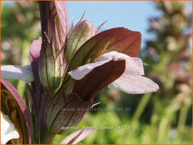 Acanthus &#39;Morning Candle&#39; | Stekelige berenklauw, Akant | Bärenklau