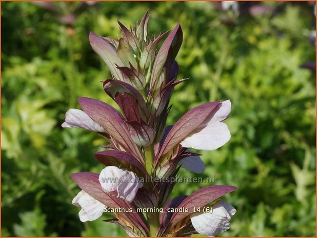 Acanthus &#39;Morning Candle&#39; | Stekelige berenklauw, Akant | Bärenklau