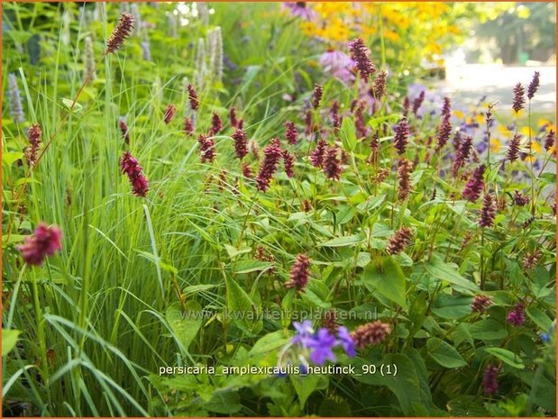 Persicaria amplexicaulis &#39;Heutinck&#39; | Doorgroeide duizendknoop, Adderwortel, Duizendknoop | Kerzenknöterich