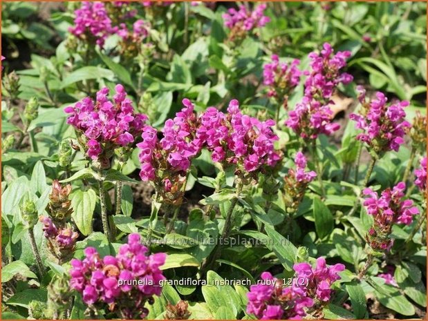 Prunella grandiflora 'Inshriach Ruby' | Brunel, Bijenkorfje
