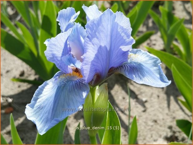 Iris pumila 'Blue Denim'