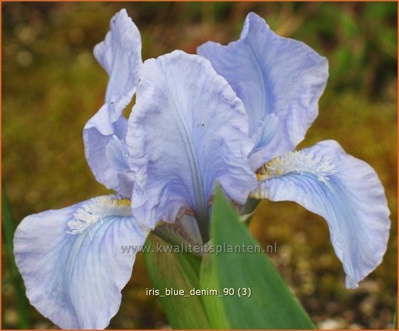 Iris 'Blue Denim' | Iris, Lis