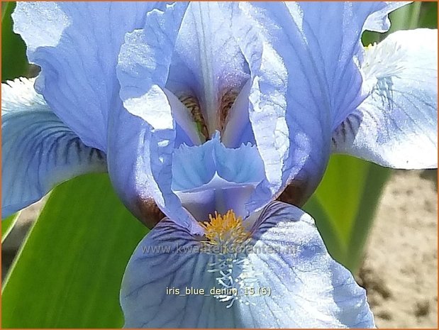 Iris 'Blue Denim' | Zwaardlelie, Iris, Lis