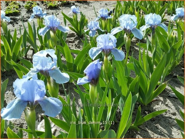Iris 'Blue Denim' | Zwaardlelie, Iris, Lis