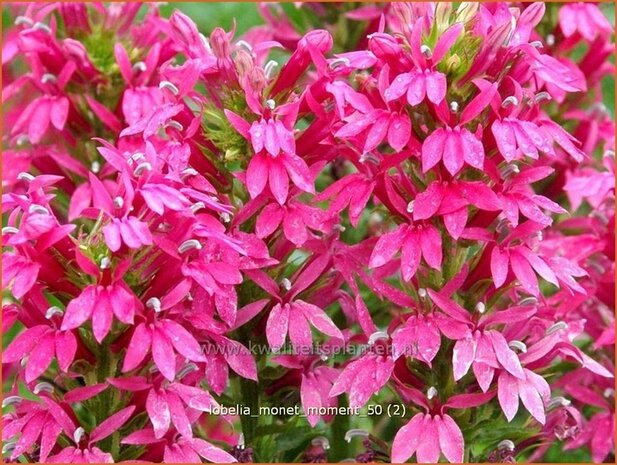 Lobelia 'Monet Moment' | Vaste lobelia