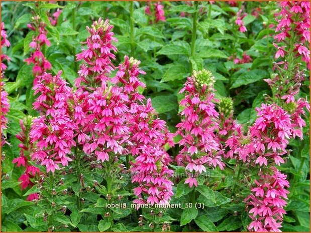 Lobelia 'Monet Moment' | Vaste lobelia