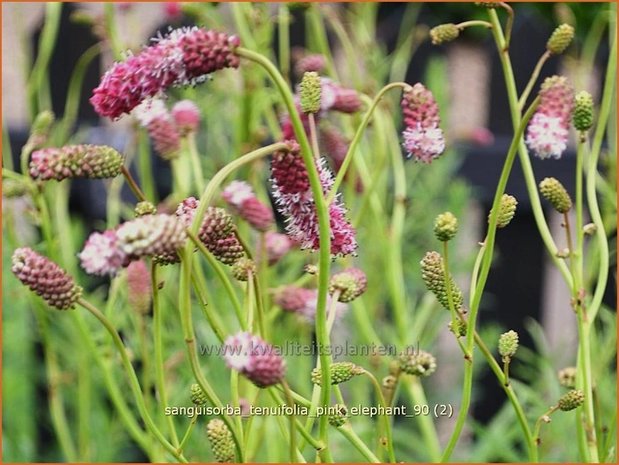 Sanguisorba tenuifolia 'Pink Elephant' | Hoge pimpernel, Sorbenkruid, Pimpernel | Hoher Wiesenknopf