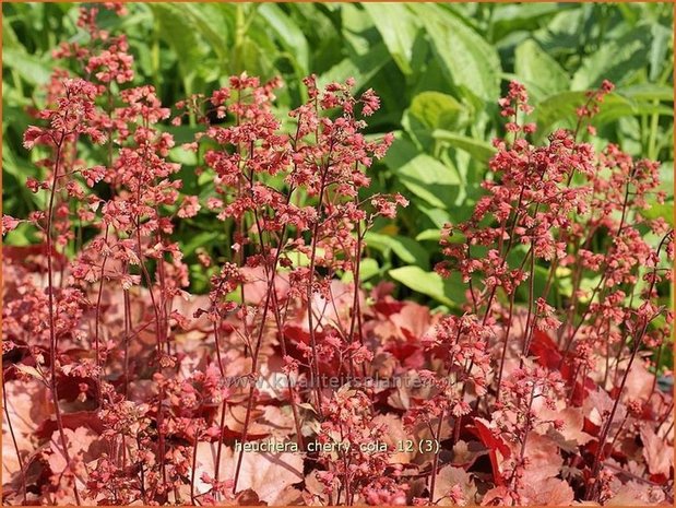 Heuchera 'Cherry Cola' | Purperklokje