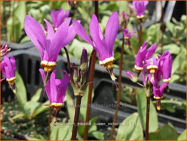 Dodecatheon meadia 'Queen Victoria' | Twaalfgodenkruid