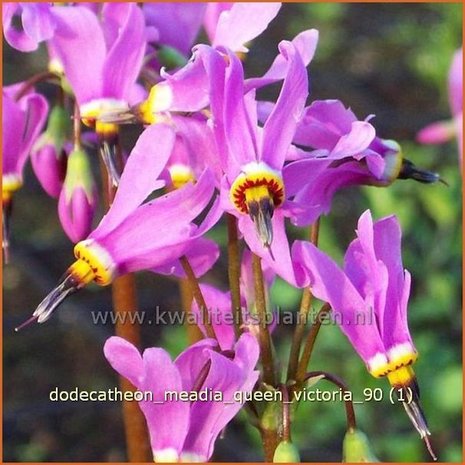 Dodecatheon meadia 'Queen Victoria' | Twaalfgodenkruid