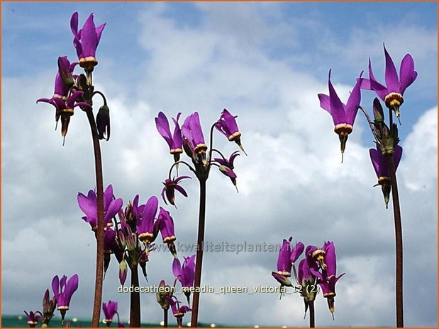 Dodecatheon meadia 'Queen Victoria' | Twaalfgodenkruid