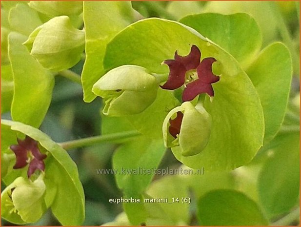Euphorbia martinii | Wolfsmelk