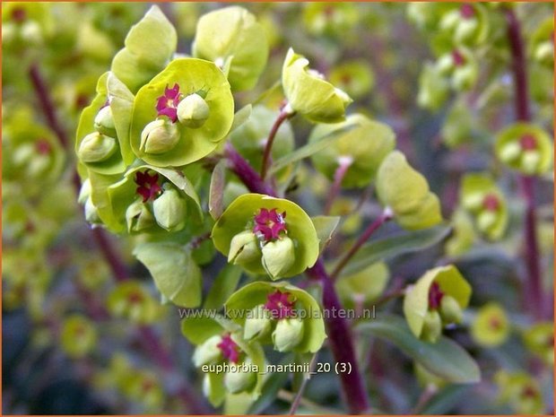 Euphorbia martinii | Wolfsmelk