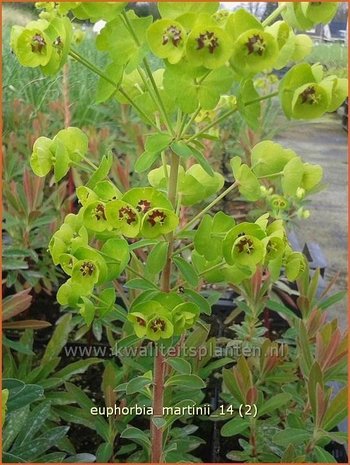 Euphorbia martinii | Wolfsmelk