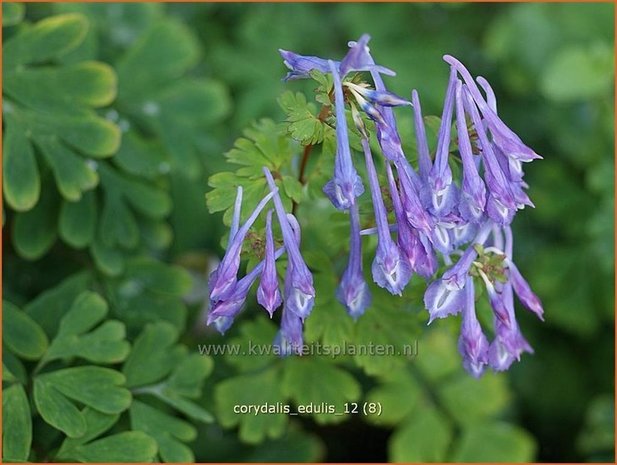 Corydalis edulis | Helmbloem