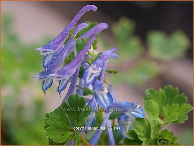 Corydalis edulis | Helmbloem