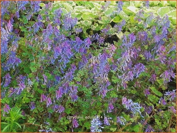 Corydalis edulis | Helmbloem