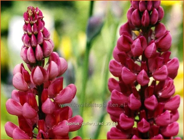 Lupinus 'Gallery Red' | Lupine | Lupine