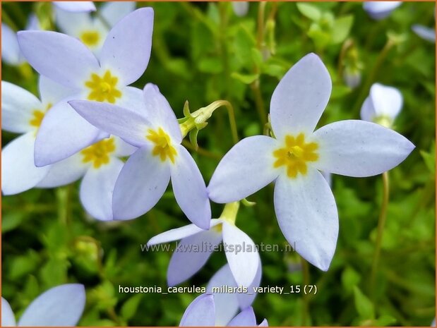 Houstonia caerulea 'Millard's Variety' | Porseleinsterretje