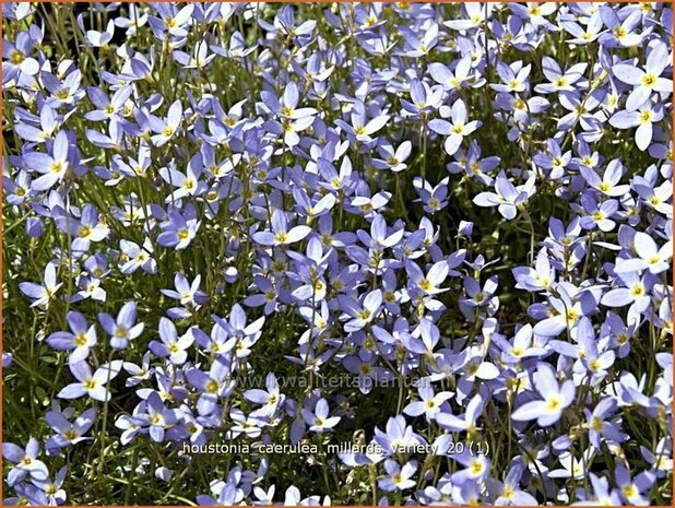 Houstonia caerulea 'Millard's Variety' | Porseleinsterretje