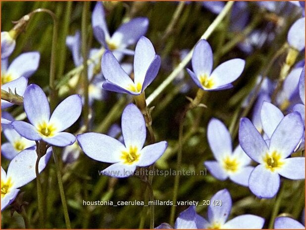 Houstonia caerulea 'Millard's Variety' | Porseleinsterretje