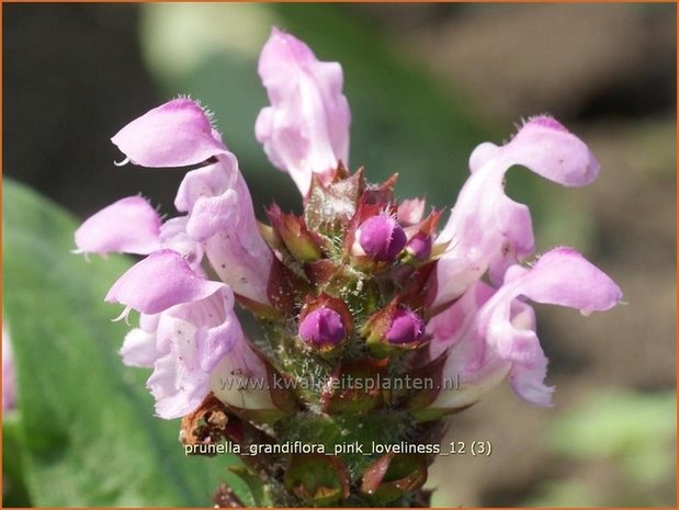Prunella grandiflora 'Pink Loveliness' | Brunel, Bijenkorfje
