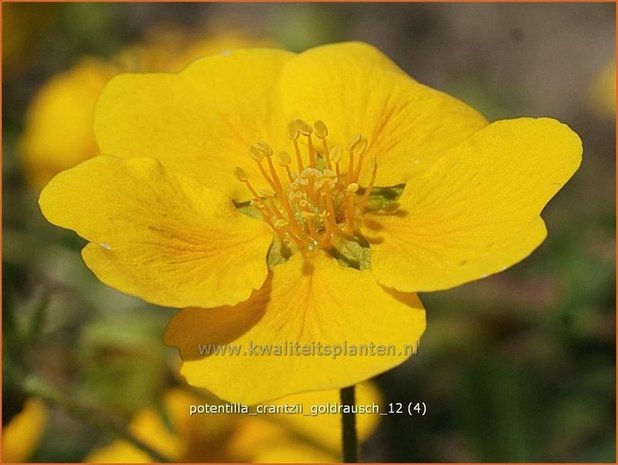 Potentilla crantzii 'Goldrausch' | Vijfvingerkruid, Ganzerik
