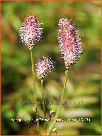 Sanguisorba officinalis 'Pink Tanna' | Pimpernel, Sorbenkruid