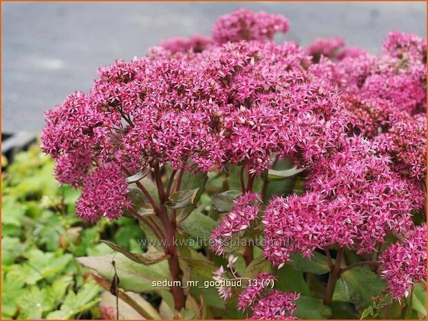 Sedum 'Mr. Goodbud' | Hemelsleutel, Vetkruid