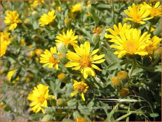Heterotheca villosa 'Golden Sunshine' | Prairie-aster