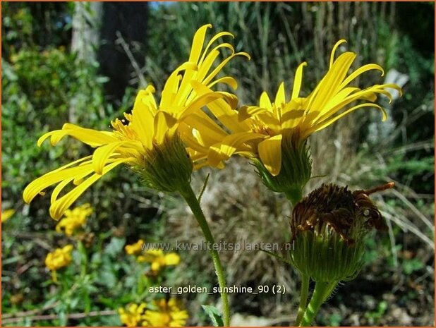 Heterotheca villosa 'Golden Sunshine' | Prairie-aster