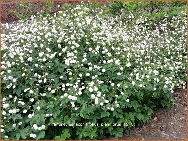 Ranunculus aconitifolius 'Pleniflorus' | Witte boterbloem, Boterbloem