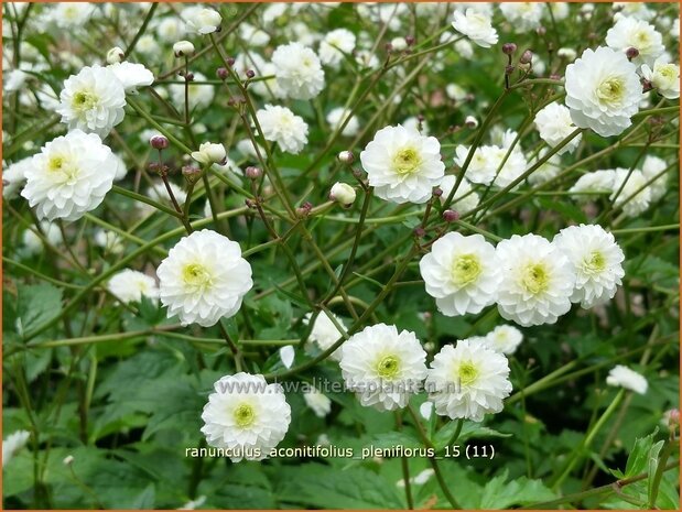 Ranunculus aconitifolius 'Pleniflorus' | Witte boterbloem, Boterbloem