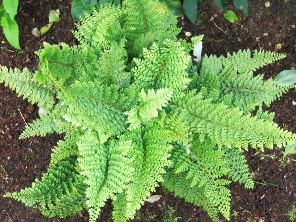 Polystichum setiferum 'Plumosum' | Zachte naaldvaren