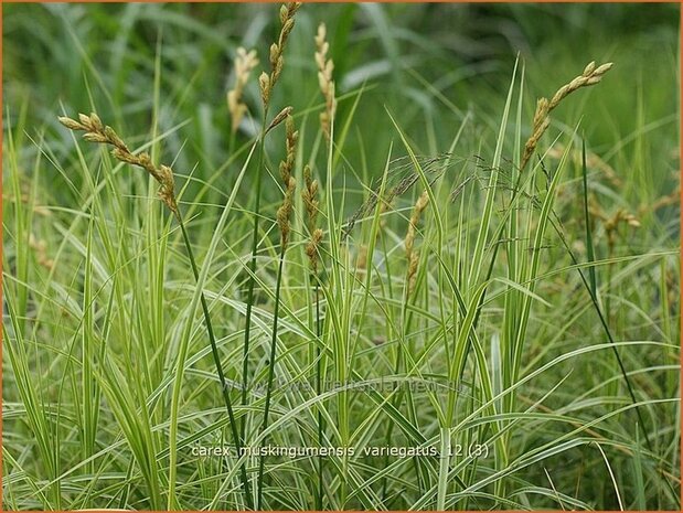 Carex muskingumensis 'Variegatus' | Palmzegge