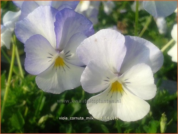Viola cornuta 'Milkmaid' | Hoornviooltje