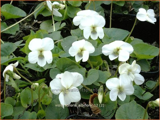 Viola sororia 'Albiflora' | Viooltje