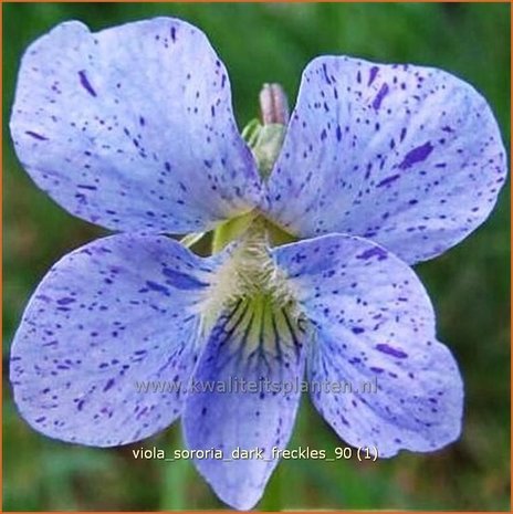 Viola sororia 'Darka Freckles' | Viooltje