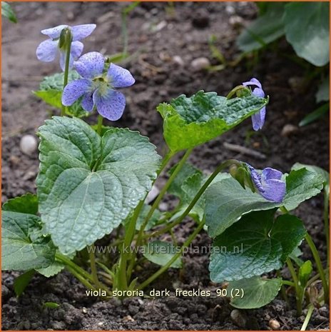 Viola sororia 'Darka Freckles' | Viooltje