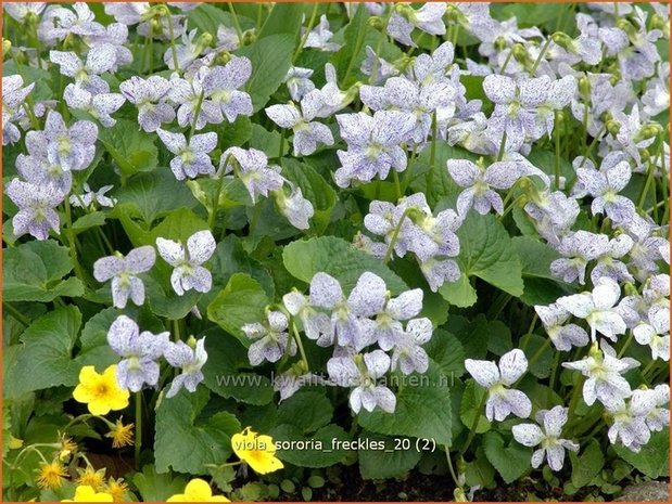 Viola sororia 'Freckles' | Viooltje