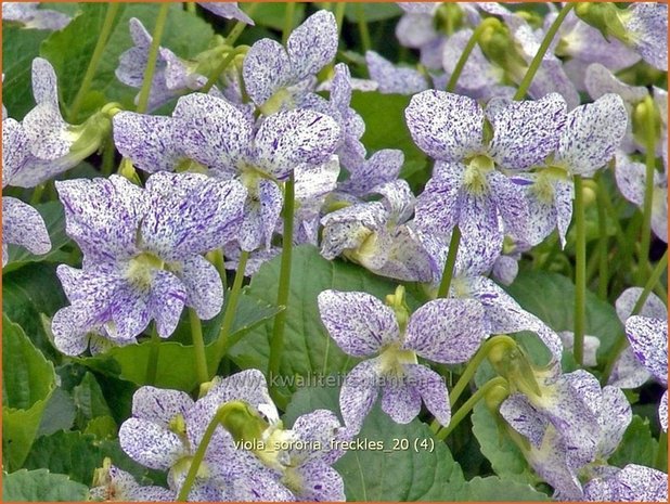 Viola sororia 'Freckles' | Viooltje