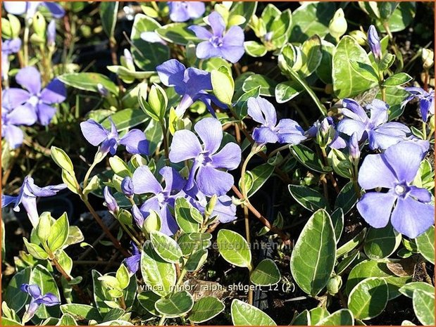 Vinca minor 'Ralph Shugert' | Kleine maagdenpalm