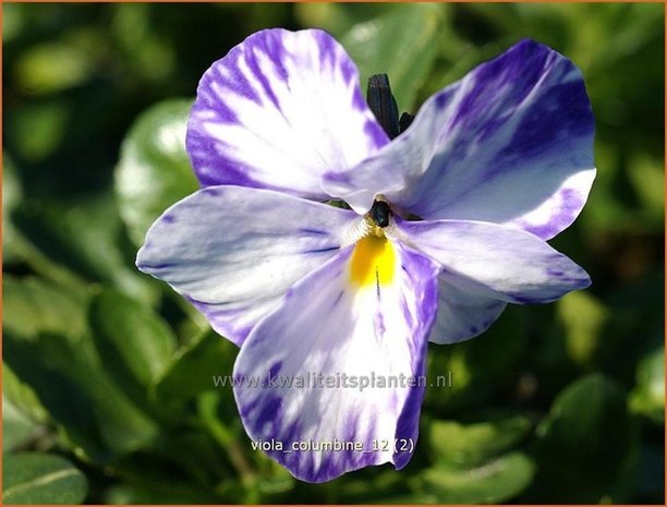 Viola cornuta &#39;Columbine&#39; | Hoornviooltje, Viooltje | Hornveilchen