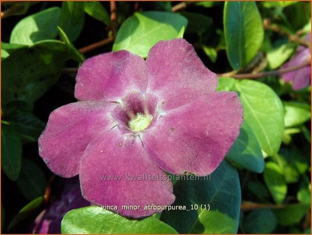 Vinca minor 'Atropurpurea' | Kleine maagdenpalm