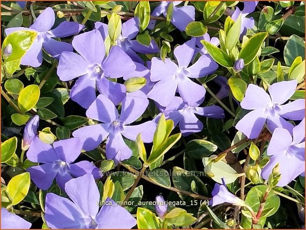 Vinca minor &#39;Aureovariegata&#39;