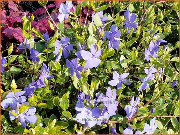 Vinca minor 'Aureovariegata' | Kleine maagdenpalm, Maagdenpalm