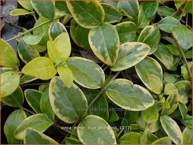 Vinca minor 'Blue and Gold' | Kleine maagdenpalm