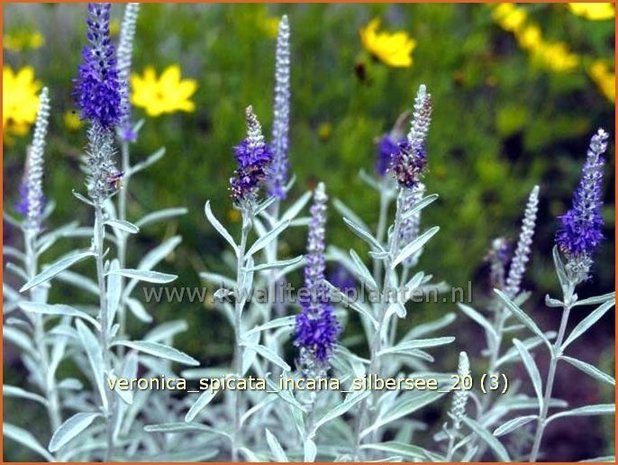 Veronica spicata incana 'Silbersee' | Aarereprijs, Ereprijs