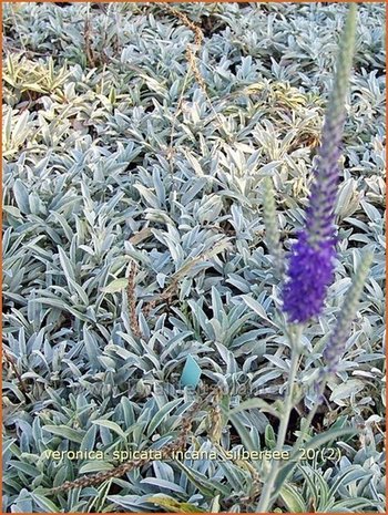 Veronica spicata incana 'Silbersee' | Aarereprijs, Ereprijs